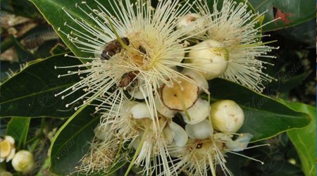 melifera melifera