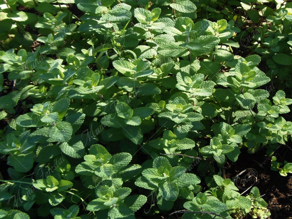 Menta-Mentha x piperita -