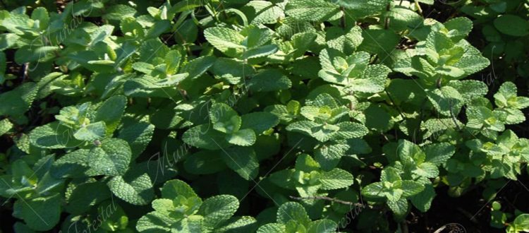 Menta-Mentha x piperita -
