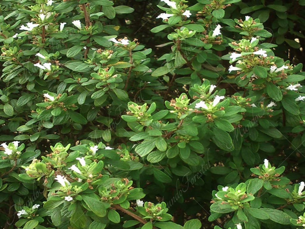 Menta de palo-Clinopodium vimineum -