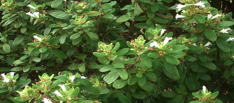 Menta de palo-Clinopodium vimineum -
