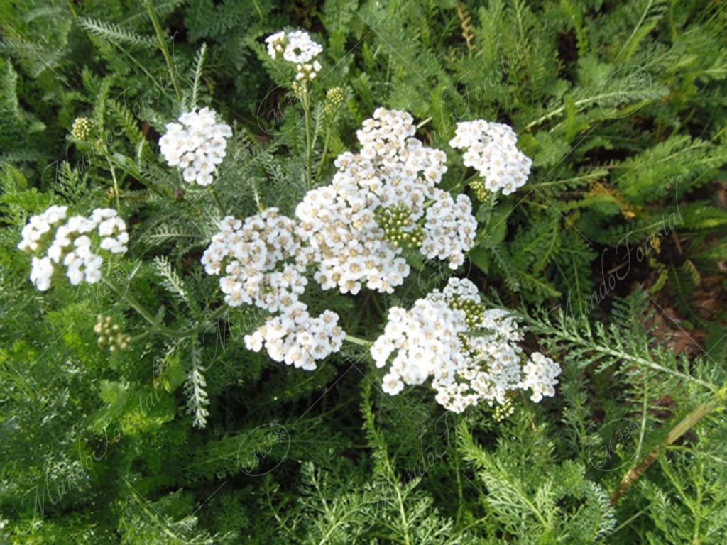 milenrama-Achillea millefolium