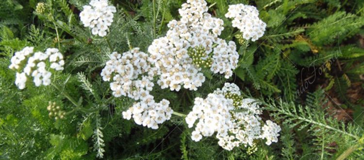 milenrama-Achillea millefolium
