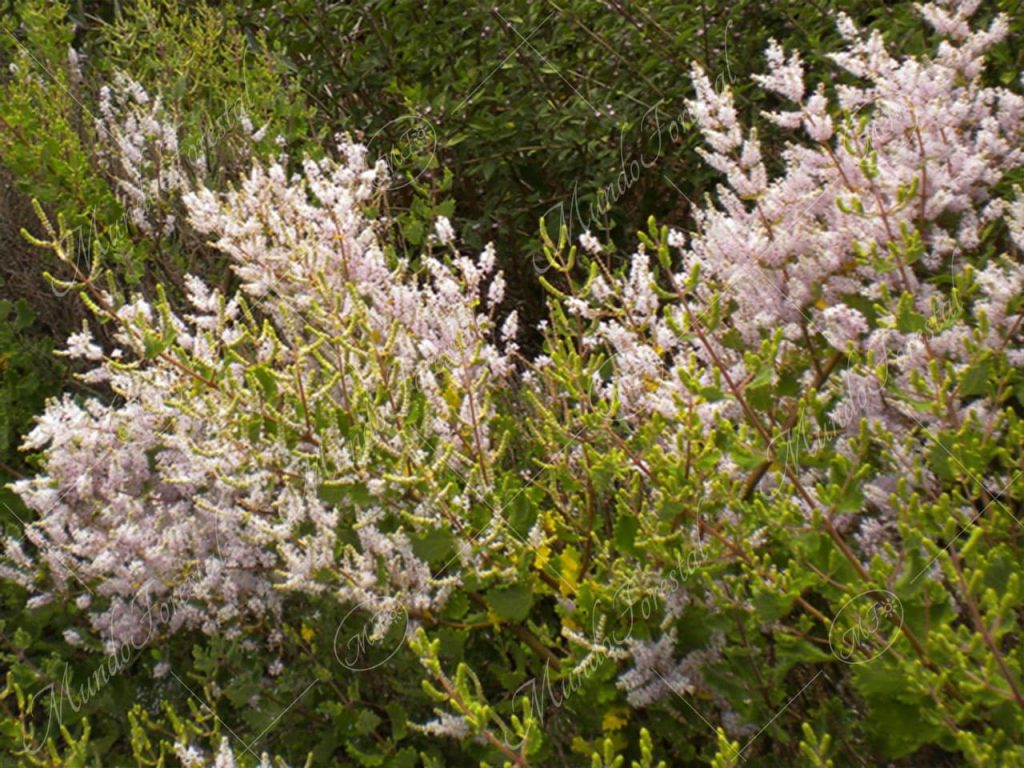 Mirra-Tetradenia riparia -