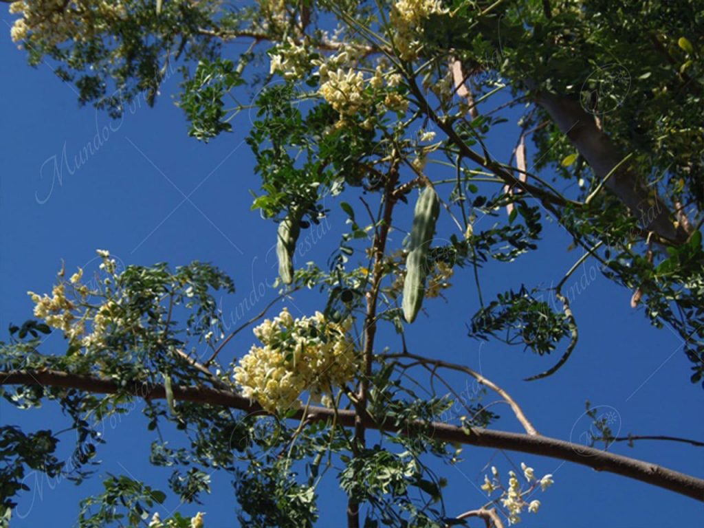 La moringa - Moringa oleifera