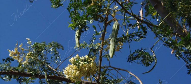 La moringa - Moringa oleifera