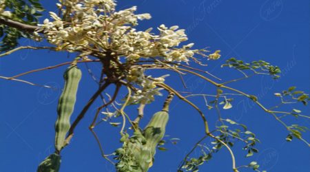 moringacea moringacea