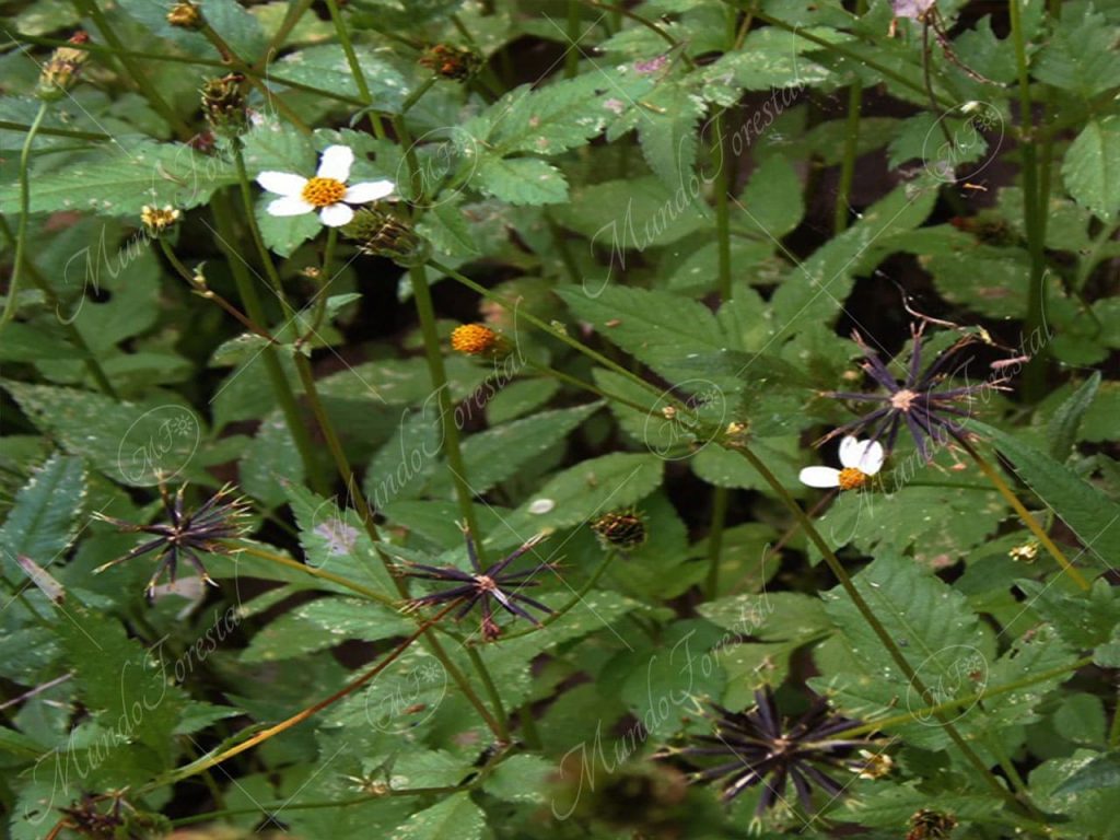 muriseco-Bidens pilosa