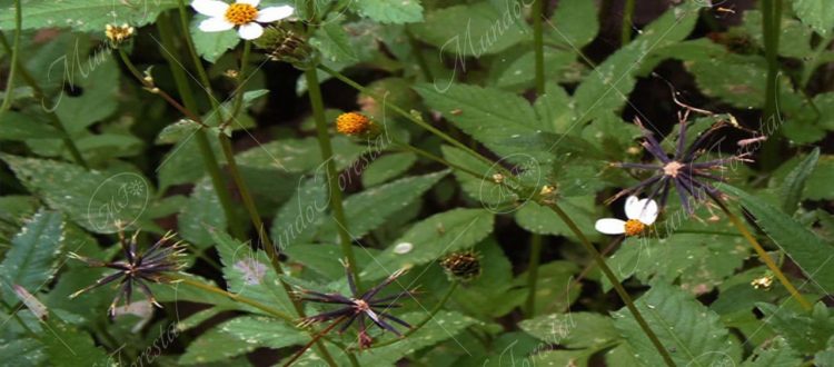muriseco-Bidens pilosa