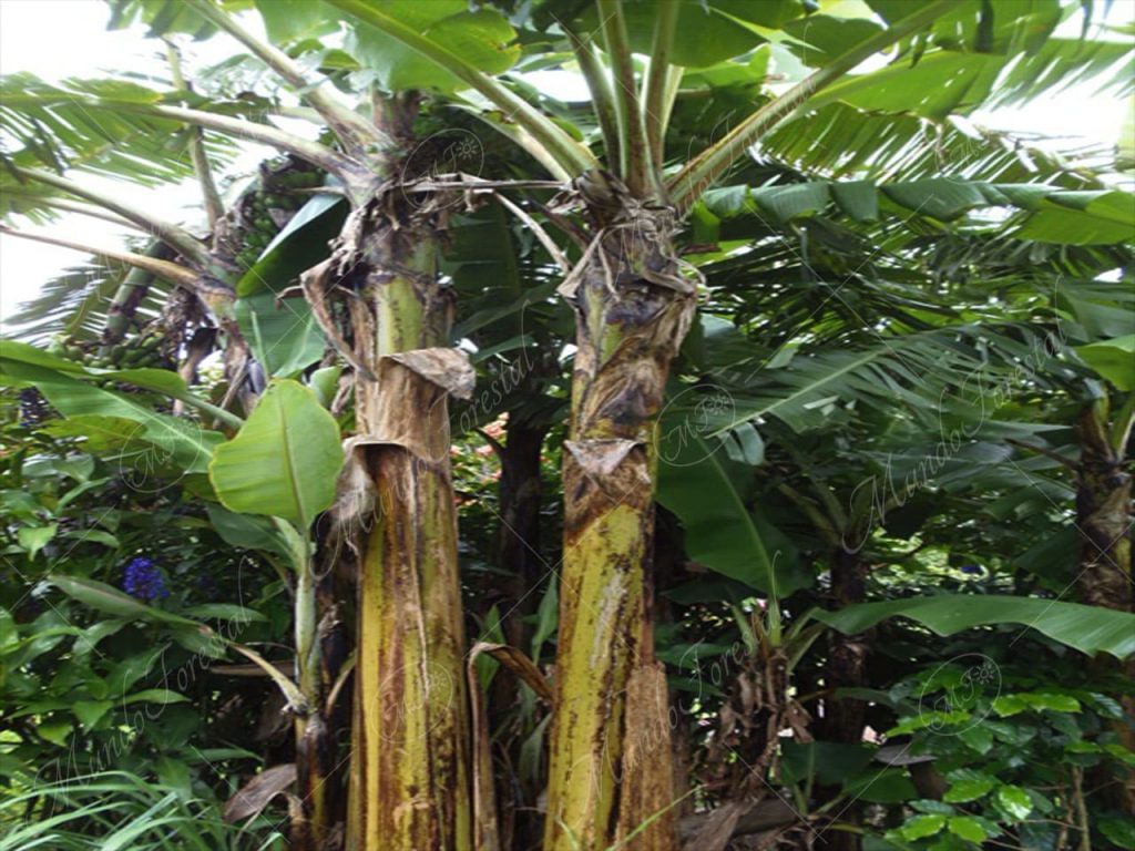 musáceas-Musa x paradisiaca