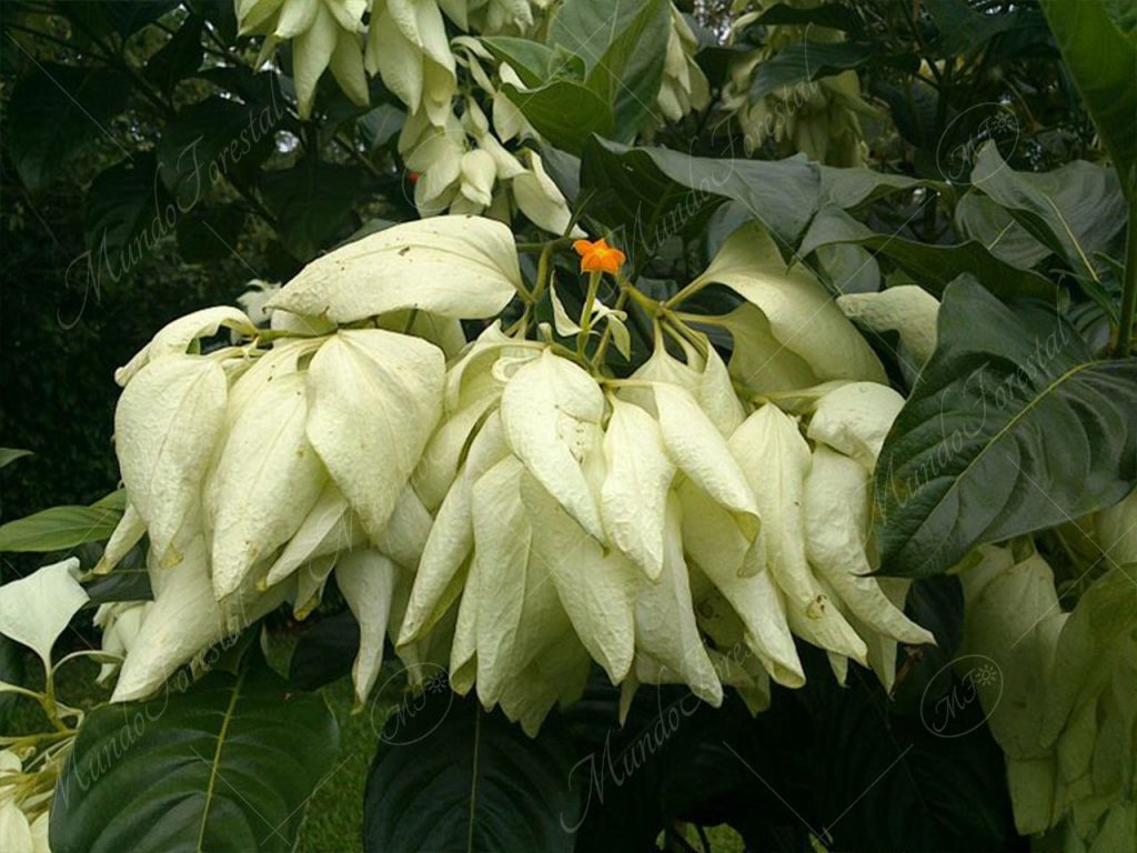 La atractiva musaenda blanca