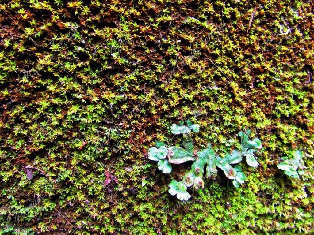 El pequeño ecosistema del musgo tropical