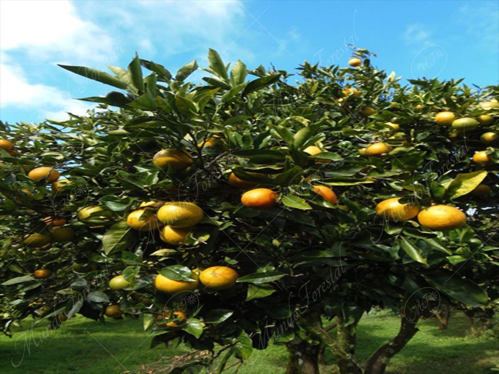 La naranja - Citrus maxima