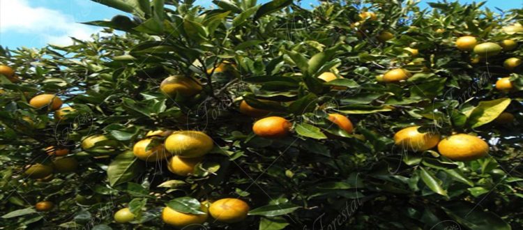 La naranja - Citrus maxima