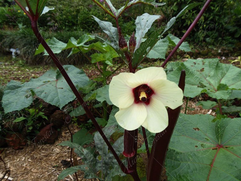 okra-Abelmoschus esculentus