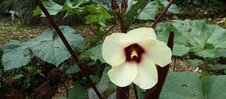 okra-Abelmoschus esculentus