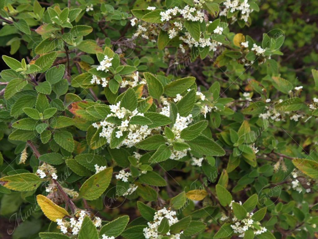 Orégano-Lippia graveolens