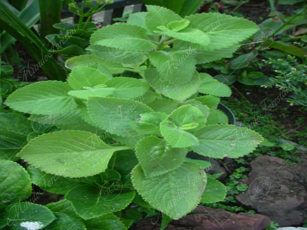 Orégano extranjero - Coleus unguentarius -