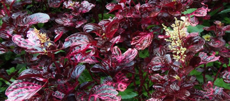 Oreja de mono - Iresine diffusa fo. herbstii -