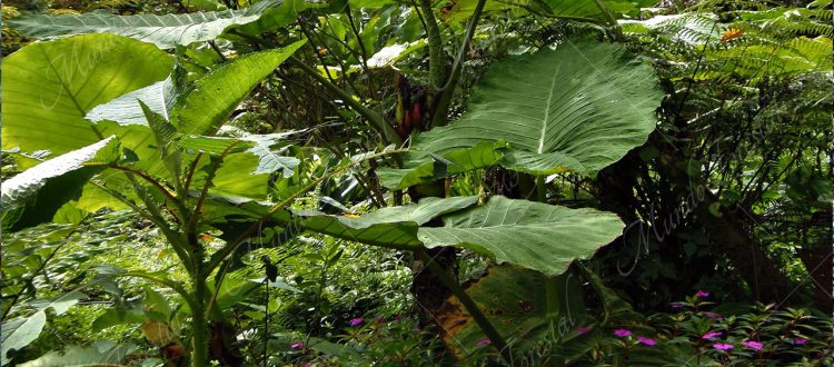 Oreja de elefante - Alocasia macrorrhizos -