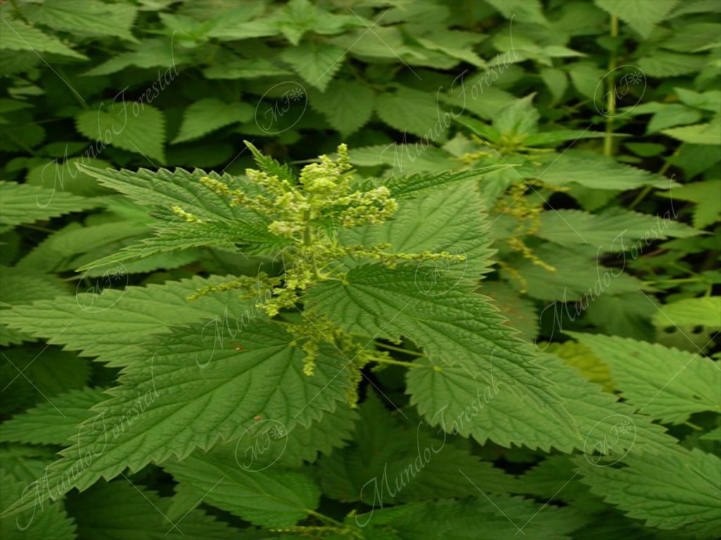 Ortiga - Urtica dioica