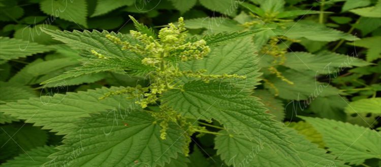 Ortiga - Urtica dioica