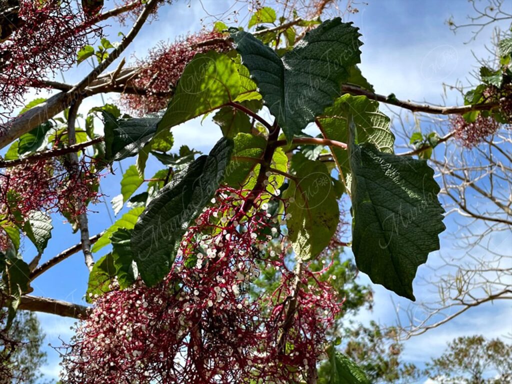 Ortiga brava-Urera baccifera -