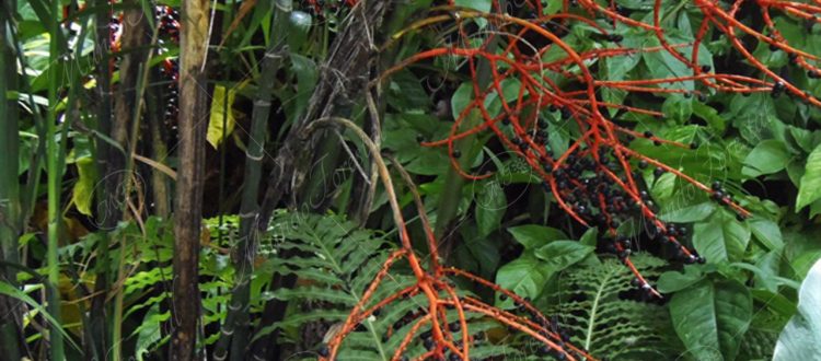 pacaya - Chamaedorea costaricana