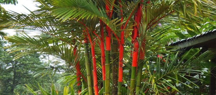 La palma de tallos rojos - Cyrtostachys renda -