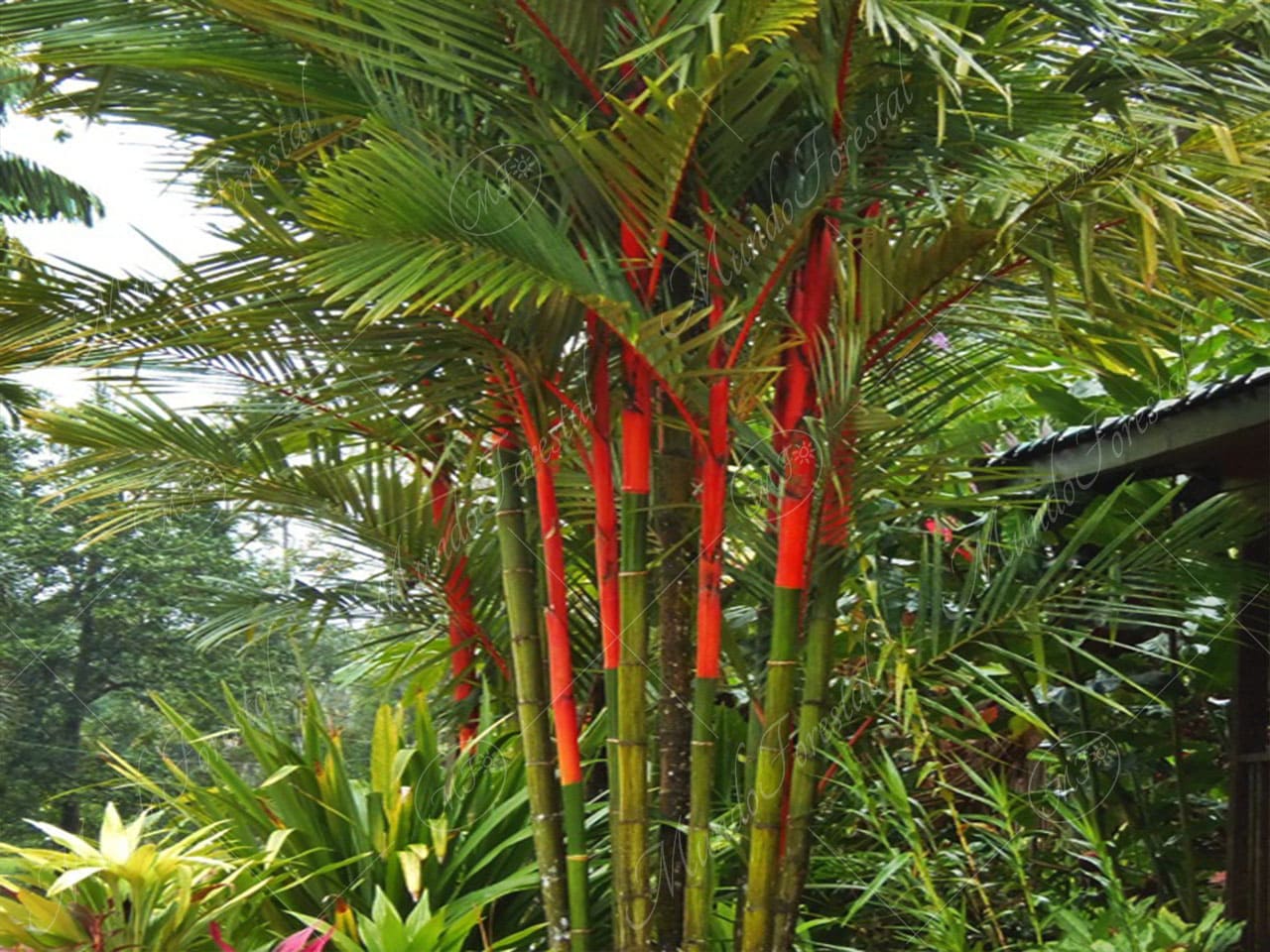 La palma de tallos rojos - Cyrtostachys renda - MundoForestal