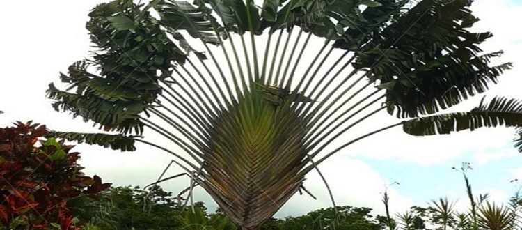 Palma del viajero - Ravenala madagascariensis
