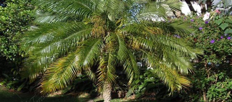 Palma fénix - Phoenix roebelenii -