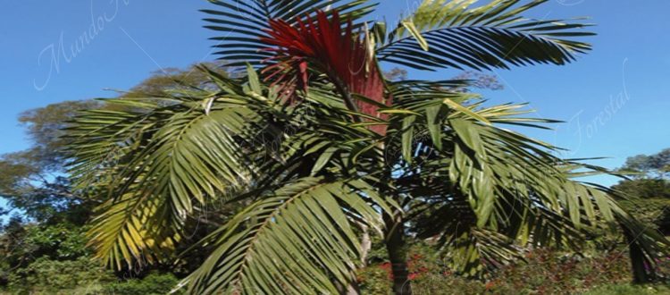 palma de hojas rojas - Chambeyronia macrocarpa -