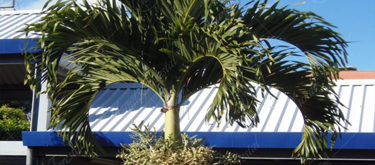 La palma navideña - Adonidia merrillii -