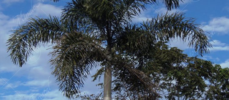 La palmera plumosa - Syagrus romanzoffiana