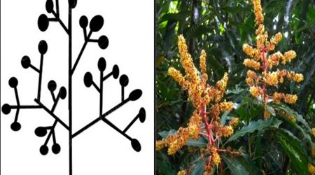 panicula panicula