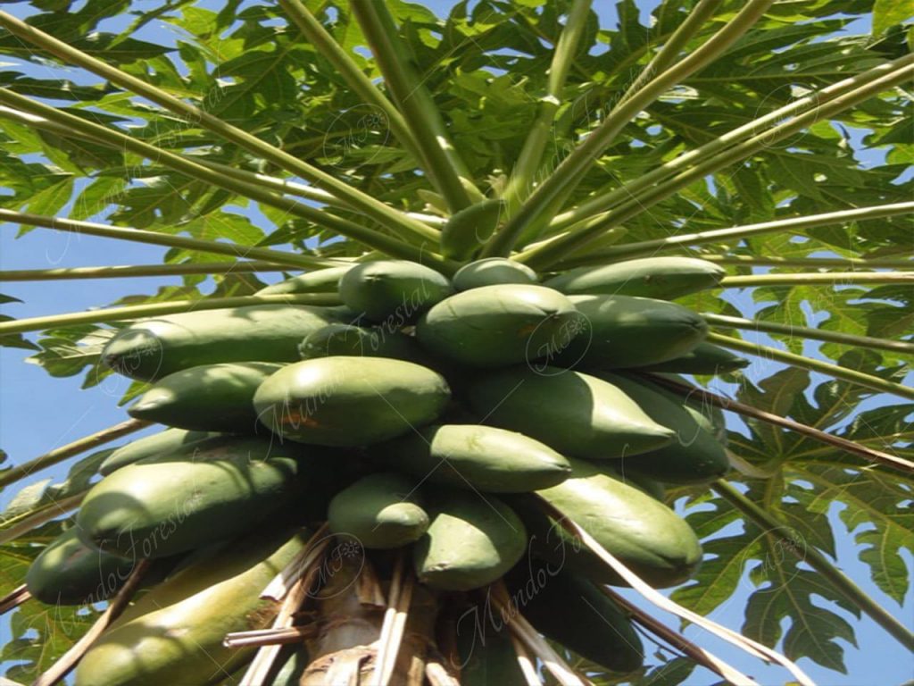 papaya-Carica papaya