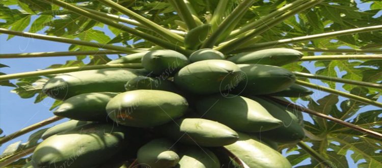 papaya-Carica papaya