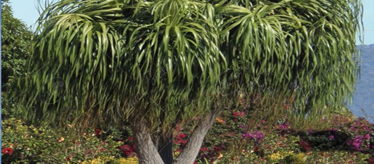Pata de elefante - Beaucarnea recurvata -