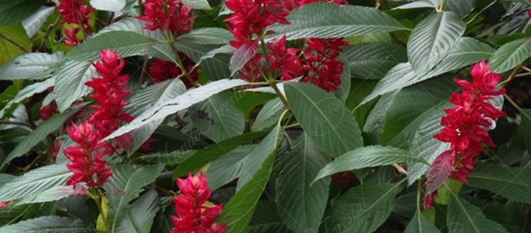 El pavón rojo - Megaskepasma erythrochlamys -