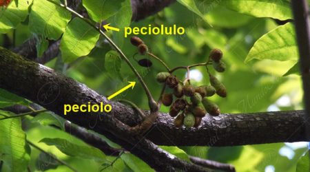 peciolulo peciolulo