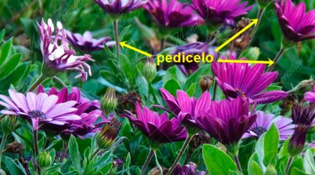 pedicelo pedicelo
