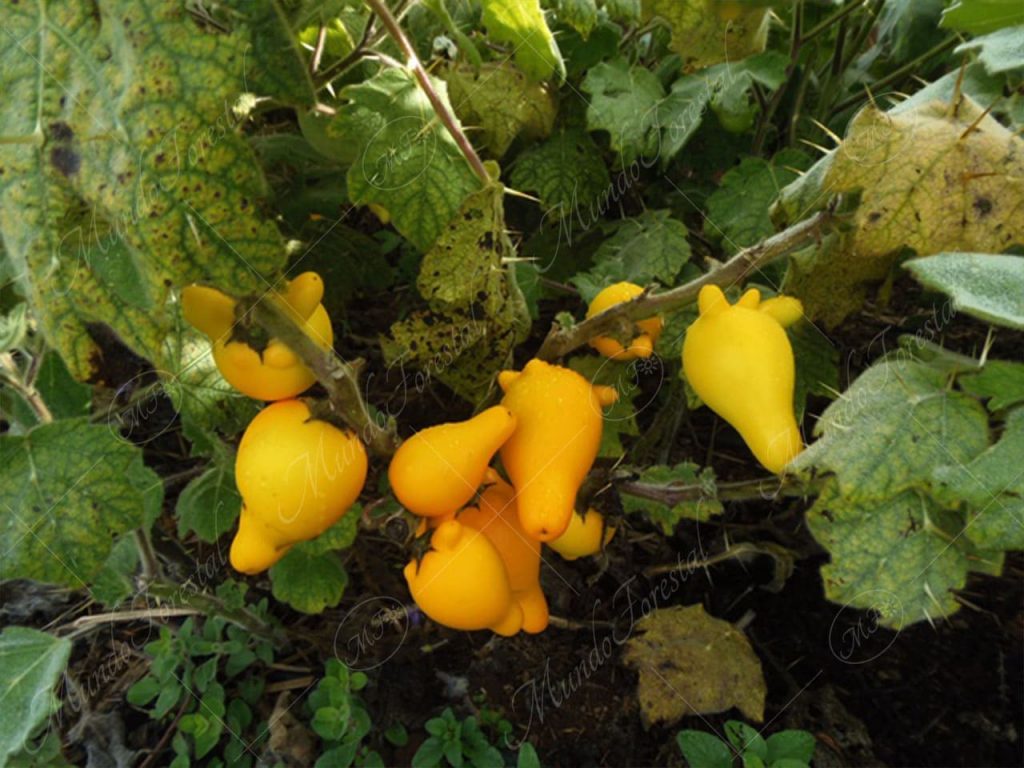 pichichío-Solanum mammosum