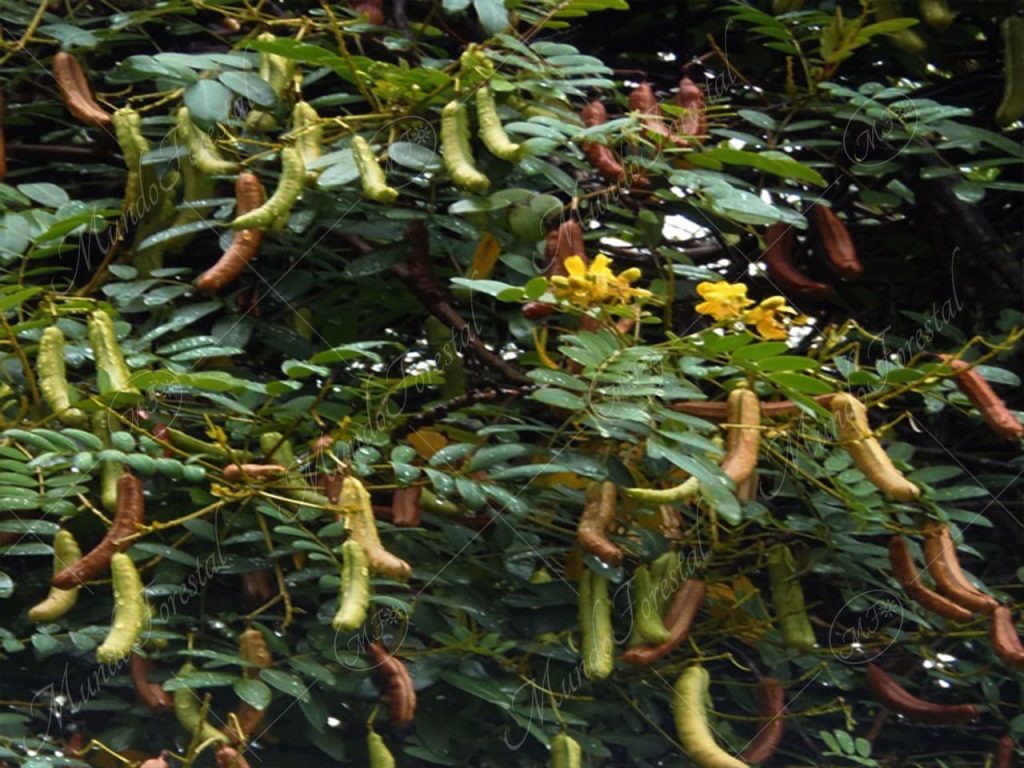 pico de pájaro-Senna occidentalis