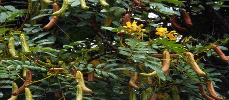 pico de pájaro-Senna occidentalis