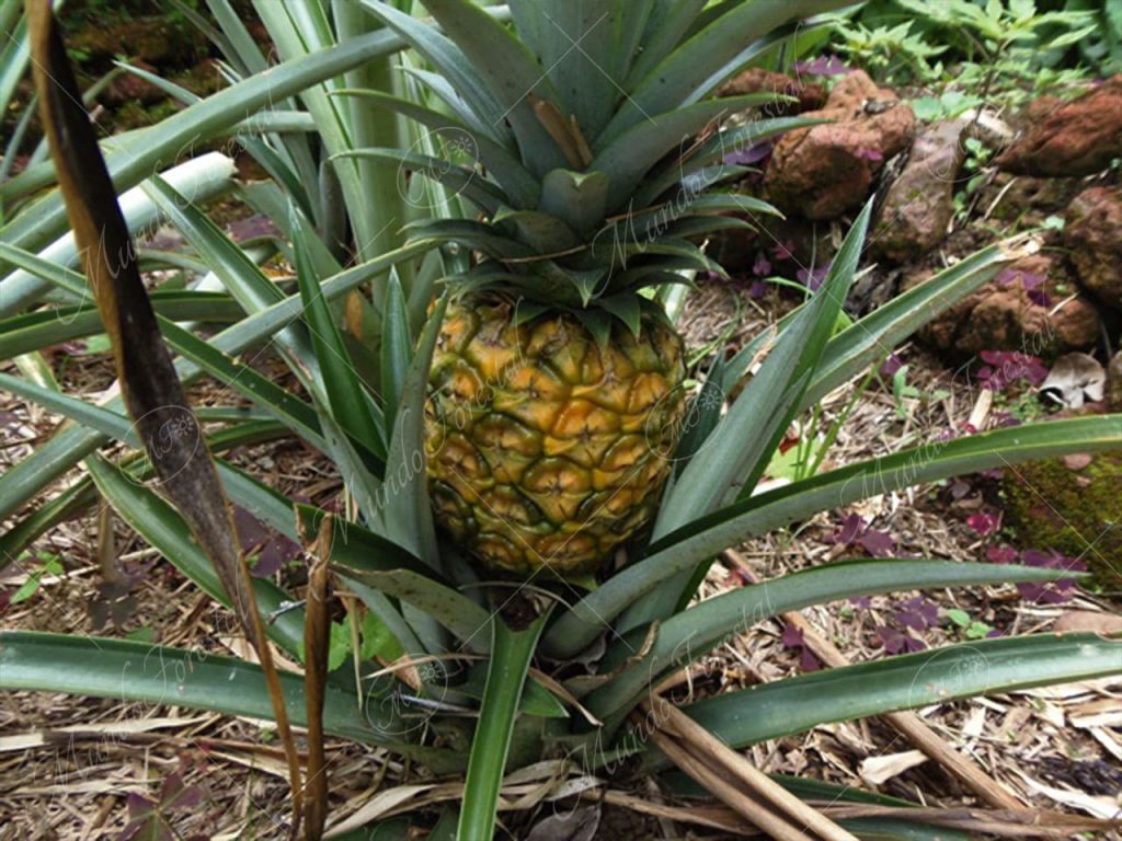 piña-Ananas comosus