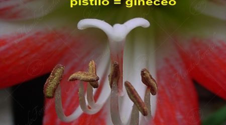 pistilo pistilo