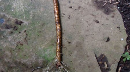 pseudoestaca pseudoestaca