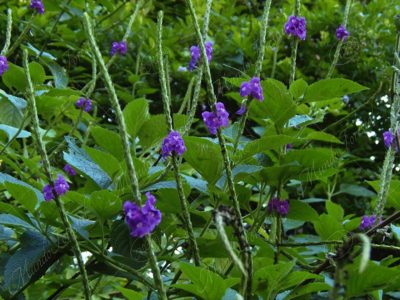 Rabo de gato - Stachytarpheta mutabilis-