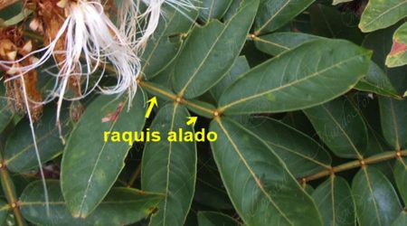 raquis-alado raquis-alado